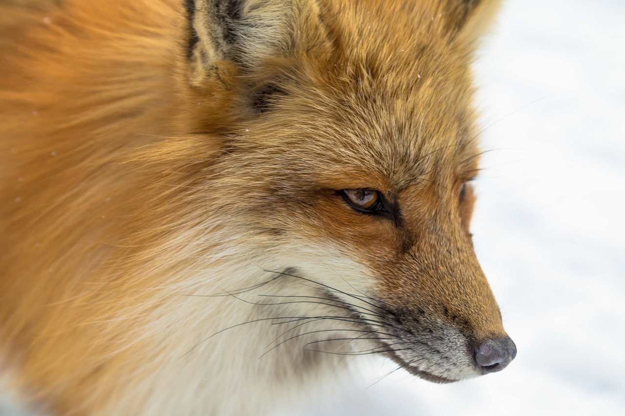 Renard roux, une des espèces évoquées dans cet article.